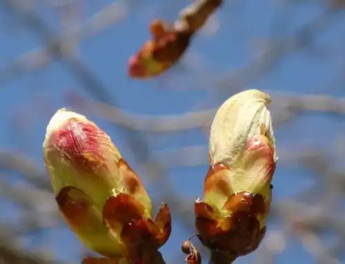 GEMMOTHERAPIE : OU COMMENT SE SOIGNER AVEC LES BOURGEONS 